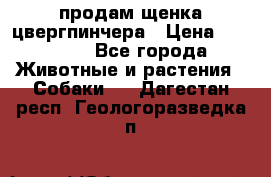 продам щенка цвергпинчера › Цена ­ 15 000 - Все города Животные и растения » Собаки   . Дагестан респ.,Геологоразведка п.